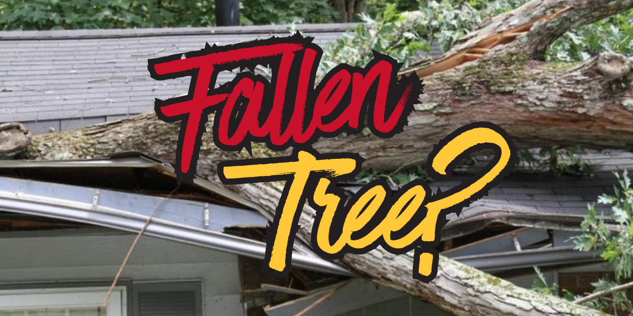 What to do if a tree falls on your property